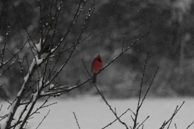 Bu güzel kırmızı kardinal bir şeftali ağacının dallarına tünemişti. Kış mevsimi nedeniyle dallarda yaprak yoktu. Kar her şeye sarılıyordu. Burayı beyaz bir harikalar diyarı yapıyordu..