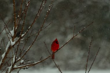 Bu güzel kırmızı kardinal bir şeftali ağacının dallarına tünemişti. Kış mevsimi nedeniyle dallarda yaprak yoktu. Kar her şeye sarılıyordu. Burayı beyaz bir harikalar diyarı yapıyordu..