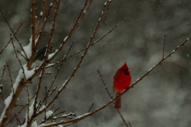 Bu güzel kırmızı kardinal bir şeftali ağacının dallarına tünemişti. Kış mevsimi nedeniyle dallarda yaprak yoktu. Kar her şeye sarılıyordu. Burayı beyaz bir harikalar diyarı yapıyordu..