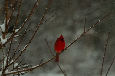 Bu güzel kırmızı kardinal bir şeftali ağacının dallarına tünemişti. Kış mevsimi nedeniyle dallarda yaprak yoktu. Kar her şeye sarılıyordu. Burayı beyaz bir harikalar diyarı yapıyordu..