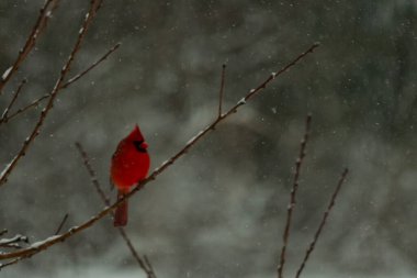 Bu güzel kırmızı kardinal bir şeftali ağacının dallarına tünemişti. Kış mevsimi nedeniyle dallarda yaprak yoktu. Kar her şeye sarılıyordu. Burayı beyaz bir harikalar diyarı yapıyordu..