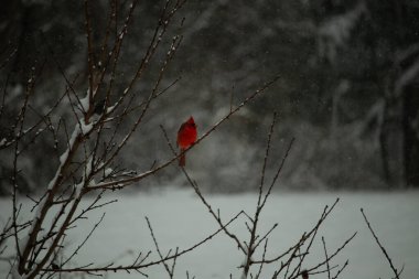 Bu güzel kırmızı kardinal bir şeftali ağacının dallarına tünemişti. Kış mevsimi nedeniyle dallarda yaprak yoktu. Kar her şeye sarılıyordu. Burayı beyaz bir harikalar diyarı yapıyordu..