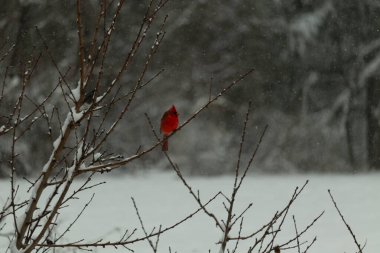 Bu güzel kırmızı kardinal bir şeftali ağacının dallarına tünemişti. Kış mevsimi nedeniyle dallarda yaprak yoktu. Kar her şeye sarılıyordu. Burayı beyaz bir harikalar diyarı yapıyordu..