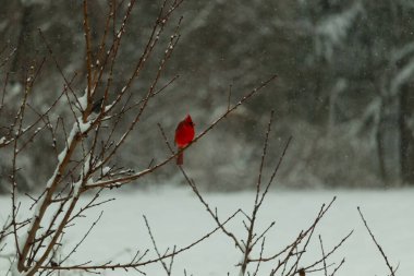Bu güzel kırmızı kardinal bir şeftali ağacının dallarına tünemişti. Kış mevsimi nedeniyle dallarda yaprak yoktu. Kar her şeye sarılıyordu. Burayı beyaz bir harikalar diyarı yapıyordu..