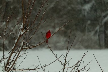 Bu güzel kırmızı kardinal bir şeftali ağacının dallarına tünemişti. Kış mevsimi nedeniyle dallarda yaprak yoktu. Kar her şeye sarılıyordu. Burayı beyaz bir harikalar diyarı yapıyordu..