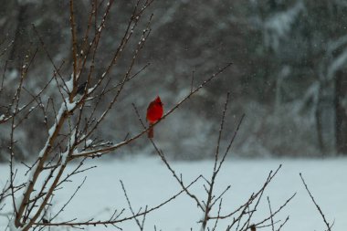 Bu güzel kırmızı kardinal bir şeftali ağacının dallarına tünemişti. Kış mevsimi nedeniyle dallarda yaprak yoktu. Kar her şeye sarılıyordu. Burayı beyaz bir harikalar diyarı yapıyordu..