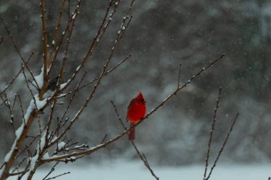 Bu güzel kırmızı kardinal bir şeftali ağacının dallarına tünemişti. Kış mevsimi nedeniyle dallarda yaprak yoktu. Kar her şeye sarılıyordu. Burayı beyaz bir harikalar diyarı yapıyordu..