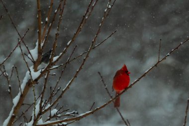 Bu güzel kırmızı kardinal bir şeftali ağacının dallarına tünemişti. Kış mevsimi nedeniyle dallarda yaprak yoktu. Kar her şeye sarılıyordu. Burayı beyaz bir harikalar diyarı yapıyordu..