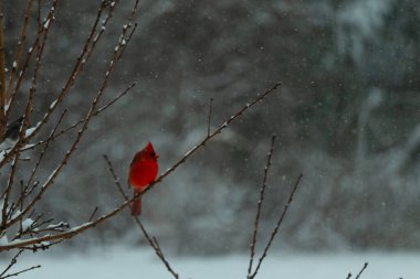 Bu güzel kırmızı kardinal bir şeftali ağacının dallarına tünemişti. Kış mevsimi nedeniyle dallarda yaprak yoktu. Kar her şeye sarılıyordu. Burayı beyaz bir harikalar diyarı yapıyordu..