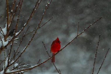 Bu güzel kırmızı kardinal bir şeftali ağacının dallarına tünemişti. Kış mevsimi nedeniyle dallarda yaprak yoktu. Kar her şeye sarılıyordu. Burayı beyaz bir harikalar diyarı yapıyordu..