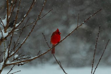 Bu güzel kırmızı kardinal bir şeftali ağacının dallarına tünemişti. Kış mevsimi nedeniyle dallarda yaprak yoktu. Kar her şeye sarılıyordu. Burayı beyaz bir harikalar diyarı yapıyordu..