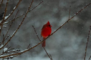 Bu güzel kırmızı kardinal bir şeftali ağacının dallarına tünemişti. Kış mevsimi nedeniyle dallarda yaprak yoktu. Kar her şeye sarılıyordu. Burayı beyaz bir harikalar diyarı yapıyordu..