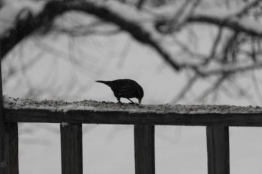 Bu şirin, beyaz boğazlı serçe güvertenin ahşap korkuluklarına doğru geldi. Bu kuşun her tarafında kuş yemi var. Bu kuşun gölgeli görüntüsü neredeyse bir siluete benziyor..  