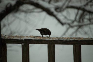Bu şirin, beyaz boğazlı serçe güvertenin ahşap korkuluklarına doğru geldi. Bu kuşun her tarafında kuş yemi var. Bu kuşun gölgeli görüntüsü neredeyse bir siluete benziyor..  