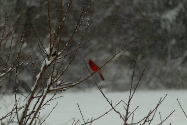 Bu güzel kırmızı kardinal bir şeftali ağacının dallarına tünemişti. Kış mevsimi nedeniyle dallarda yaprak yoktu. Kar her şeye sarılıyordu. Burayı beyaz bir harikalar diyarı yapıyordu..