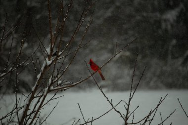 Bu güzel kırmızı kardinal bir şeftali ağacının dallarına tünemişti. Kış mevsimi nedeniyle dallarda yaprak yoktu. Kar her şeye sarılıyordu. Burayı beyaz bir harikalar diyarı yapıyordu..
