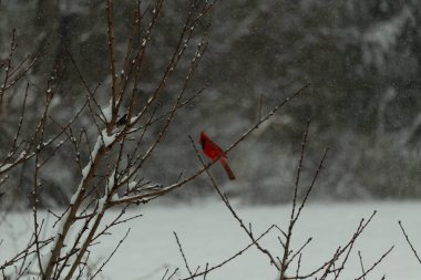 Bu güzel kırmızı kardinal bir şeftali ağacının dallarına tünemişti. Kış mevsimi nedeniyle dallarda yaprak yoktu. Kar her şeye sarılıyordu. Burayı beyaz bir harikalar diyarı yapıyordu..