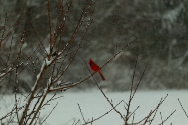 Bu güzel kırmızı kardinal bir şeftali ağacının dallarına tünemişti. Kış mevsimi nedeniyle dallarda yaprak yoktu. Kar her şeye sarılıyordu. Burayı beyaz bir harikalar diyarı yapıyordu..