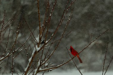 Bu güzel kırmızı kardinal bir şeftali ağacının dallarına tünemişti. Kış mevsimi nedeniyle dallarda yaprak yoktu. Kar her şeye sarılıyordu. Burayı beyaz bir harikalar diyarı yapıyordu..