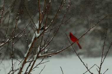 Bu güzel kırmızı kardinal bir şeftali ağacının dallarına tünemişti. Kış mevsimi nedeniyle dallarda yaprak yoktu. Kar her şeye sarılıyordu. Burayı beyaz bir harikalar diyarı yapıyordu..