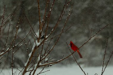Bu güzel kırmızı kardinal bir şeftali ağacının dallarına tünemişti. Kış mevsimi nedeniyle dallarda yaprak yoktu. Kar her şeye sarılıyordu. Burayı beyaz bir harikalar diyarı yapıyordu..
