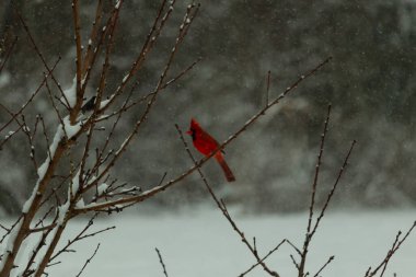 Bu güzel kırmızı kardinal bir şeftali ağacının dallarına tünemişti. Kış mevsimi nedeniyle dallarda yaprak yoktu. Kar her şeye sarılıyordu. Burayı beyaz bir harikalar diyarı yapıyordu..