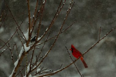 Bu güzel kırmızı kardinal bir şeftali ağacının dallarına tünemişti. Kış mevsimi nedeniyle dallarda yaprak yoktu. Kar her şeye sarılıyordu. Burayı beyaz bir harikalar diyarı yapıyordu..