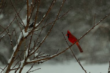 Bu güzel kırmızı kardinal bir şeftali ağacının dallarına tünemişti. Kış mevsimi nedeniyle dallarda yaprak yoktu. Kar her şeye sarılıyordu. Burayı beyaz bir harikalar diyarı yapıyordu..