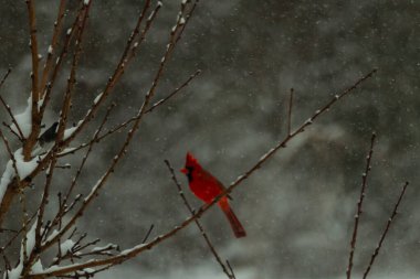 Bu güzel kırmızı kardinal bir şeftali ağacının dallarına tünemişti. Kış mevsimi nedeniyle dallarda yaprak yoktu. Kar her şeye sarılıyordu. Burayı beyaz bir harikalar diyarı yapıyordu..