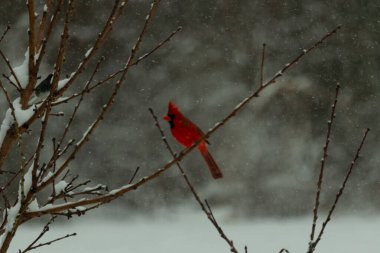 Bu güzel kırmızı kardinal bir şeftali ağacının dallarına tünemişti. Kış mevsimi nedeniyle dallarda yaprak yoktu. Kar her şeye sarılıyordu. Burayı beyaz bir harikalar diyarı yapıyordu..