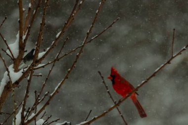 Bu güzel kırmızı kardinal bir şeftali ağacının dallarına tünemişti. Kış mevsimi nedeniyle dallarda yaprak yoktu. Kar her şeye sarılıyordu. Burayı beyaz bir harikalar diyarı yapıyordu..