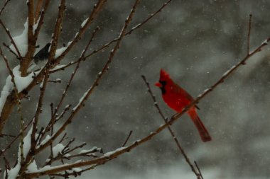 Bu güzel kırmızı kardinal bir şeftali ağacının dallarına tünemişti. Kış mevsimi nedeniyle dallarda yaprak yoktu. Kar her şeye sarılıyordu. Burayı beyaz bir harikalar diyarı yapıyordu..