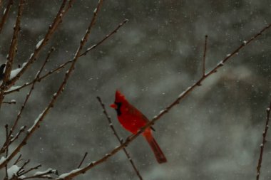 Bu güzel kırmızı kardinal bir şeftali ağacının dallarına tünemişti. Kış mevsimi nedeniyle dallarda yaprak yoktu. Kar her şeye sarılıyordu. Burayı beyaz bir harikalar diyarı yapıyordu..