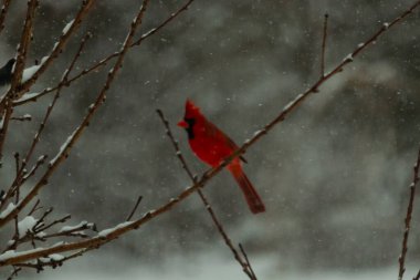 Bu güzel kırmızı kardinal bir şeftali ağacının dallarına tünemişti. Kış mevsimi nedeniyle dallarda yaprak yoktu. Kar her şeye sarılıyordu. Burayı beyaz bir harikalar diyarı yapıyordu..