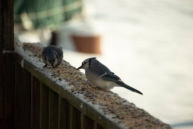 Bu iki mavi alakarga güvertenin ahşap korkuluklarında kuş yemi arıyorlardı. Bu güzel korvidler mavi ve siyah tüyleriyle oldukça renklidir. Bu kuşlar aç ve yemeğe ihtiyaçları var..