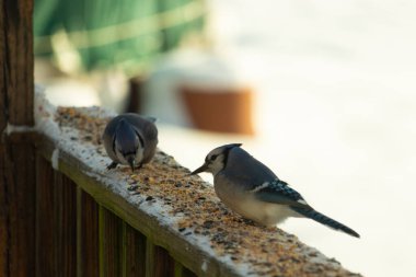 Bu iki mavi alakarga güvertenin ahşap korkuluklarında kuş yemi arıyorlardı. Bu güzel korvidler mavi ve siyah tüyleriyle oldukça renklidir. Bu kuşlar aç ve yemeğe ihtiyaçları var..
