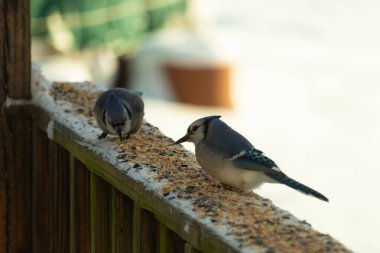 Bu iki mavi alakarga güvertenin ahşap korkuluklarında kuş yemi arıyorlardı. Bu güzel korvidler mavi ve siyah tüyleriyle oldukça renklidir. Bu kuşlar aç ve yemeğe ihtiyaçları var..