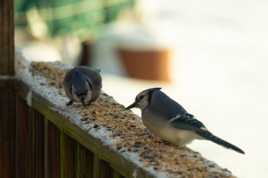 Bu iki mavi alakarga güvertenin ahşap korkuluklarında kuş yemi arıyorlardı. Bu güzel korvidler mavi ve siyah tüyleriyle oldukça renklidir. Bu kuşlar aç ve yemeğe ihtiyaçları var..