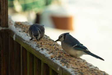 Bu iki mavi alakarga güvertenin ahşap korkuluklarında kuş yemi arıyorlardı. Bu güzel korvidler mavi ve siyah tüyleriyle oldukça renklidir. Bu kuşlar aç ve yemeğe ihtiyaçları var..