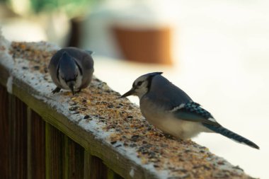Bu iki mavi alakarga güvertenin ahşap korkuluklarında kuş yemi arıyorlardı. Bu güzel korvidler mavi ve siyah tüyleriyle oldukça renklidir. Bu kuşlar aç ve yemeğe ihtiyaçları var..
