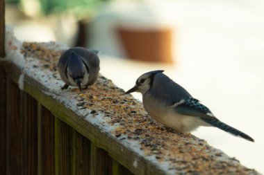 Bu iki mavi alakarga güvertenin ahşap korkuluklarında kuş yemi arıyorlardı. Bu güzel korvidler mavi ve siyah tüyleriyle oldukça renklidir. Bu kuşlar aç ve yemeğe ihtiyaçları var..