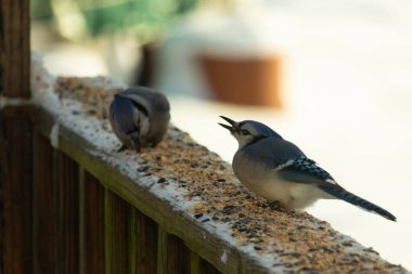 Bu iki mavi alakarga güvertenin ahşap korkuluklarında kuş yemi arıyorlardı. Bu güzel korvidler mavi ve siyah tüyleriyle oldukça renklidir. Bu kuşlar aç ve yemeğe ihtiyaçları var..