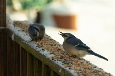 Bu iki mavi alakarga güvertenin ahşap korkuluklarında kuş yemi arıyorlardı. Bu güzel korvidler mavi ve siyah tüyleriyle oldukça renklidir. Bu kuşlar aç ve yemeğe ihtiyaçları var..