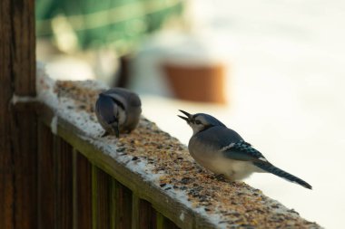 Bu iki mavi alakarga güvertenin ahşap korkuluklarında kuş yemi arıyorlardı. Bu güzel korvidler mavi ve siyah tüyleriyle oldukça renklidir. Bu kuşlar aç ve yemeğe ihtiyaçları var..