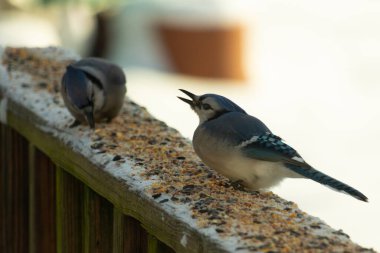 Bu iki mavi alakarga güvertenin ahşap korkuluklarında kuş yemi arıyorlardı. Bu güzel korvidler mavi ve siyah tüyleriyle oldukça renklidir. Bu kuşlar aç ve yemeğe ihtiyaçları var..