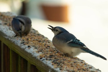 Bu iki mavi alakarga güvertenin ahşap korkuluklarında kuş yemi arıyorlardı. Bu güzel korvidler mavi ve siyah tüyleriyle oldukça renklidir. Bu kuşlar aç ve yemeğe ihtiyaçları var..
