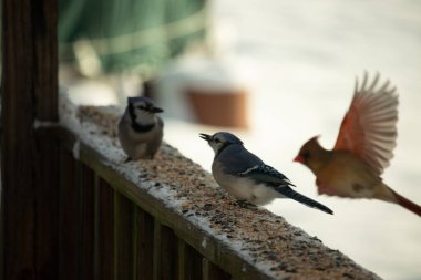 Bu iki mavi alakarga güvertenin ahşap korkuluklarında kuş yemi arıyorlardı. Bu güzel korvidler mavi ve siyah tüyleriyle oldukça renklidir. Bu kuşlar aç ve yemeğe ihtiyaçları var..