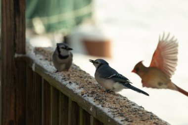 Bu iki mavi alakarga güvertenin ahşap korkuluklarında kuş yemi arıyorlardı. Bu güzel korvidler mavi ve siyah tüyleriyle oldukça renklidir. Bu kuşlar aç ve yemeğe ihtiyaçları var..