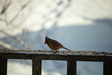 Kahverengi ahşap korkuluktaki bu güzel kardinalin görünüşüne bayılıyorum. Bu dişi bir kuş ve tüylerinin donuk bakır renklerinden anlayabilirsiniz. Her tarafı karla kaplı burada oturuyor..