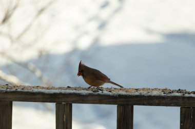 Kahverengi ahşap korkuluktaki bu güzel kardinalin görünüşüne bayılıyorum. Bu dişi bir kuş ve tüylerinin donuk bakır renklerinden anlayabilirsiniz. Her tarafı karla kaplı burada oturuyor..